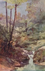 Träd-ormbunkar, 1923.