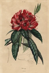 Trädrododendron, Rhododendron arboreum