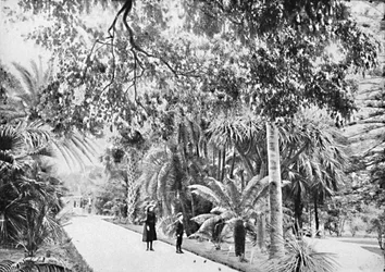 Tropiska palmer och ormbunkar i den botaniska trädgården, c1900.