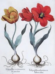 Tulpaner, 1613