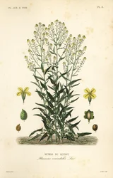Turkisk vårtkål eller turkisk raket, Bunias orientalis, Bujias de Levant