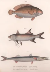 Tvåfläckig bimaculatus, afrikansk rödfenad, vanlig barracuda, ca 1850-talet