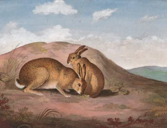 Två harar: På en sluttning, ca. 1805.