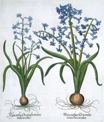 Två blå hyacinter, 1613