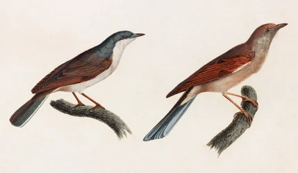 Två färgillustrationer av en fågel