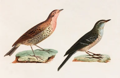 Två färgillustrationer av en fågel