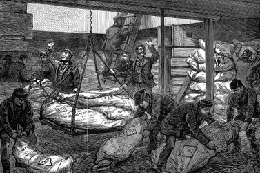 Lossning av fryst kött från Australien, South West India Dock, Millwall, London, 1881