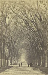 Träda allé utan titel, 1840-1900.