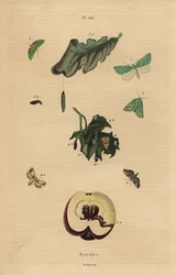 Sorter av pyralidmal, Pyralidae, som orsakar skador på blad och frukt