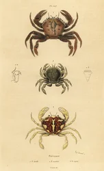 Sammetskrabba, Necora puber 1, marmorerad simkrabba, Liocarcinus marmoreus 2 och Pennant