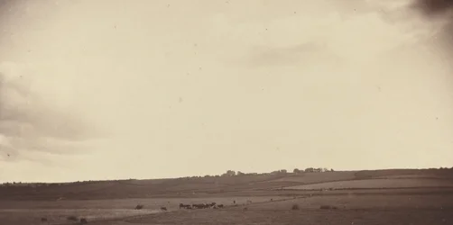Utsikt över fält med kor, 1850-1860-tal.