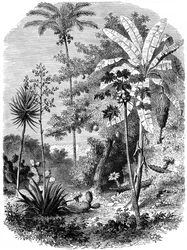 Utsikt över den spanska huvudgatan, Guatemala, 1877