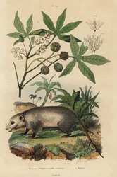 Virginia opossum, Didelphis virginiana 1 och kassava eller yuca, Manihot esculenta