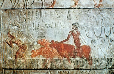 Gående boskap över en kanal, väggrelief, Saqqara, Egypten