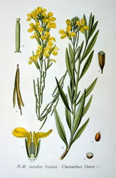 Väggblomma, 1893