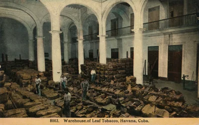 Lager av lövtobak, Havanna, Kuba, c1910