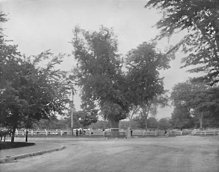 Washington Elm, Cambridge, Massachusetts, c1897.