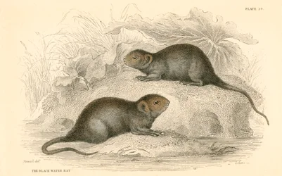 Vattensork Arvicola terrestris, även känd som svartvattenråttan, 1828