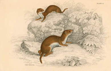 Vessel Putorius nivalisMustela vulgaris, den minsta europeiska köttätaren, 1828