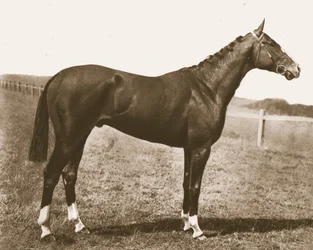 Väderhane, 1911