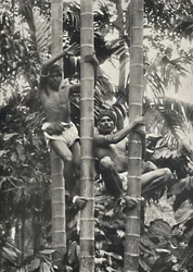 Hur ceyloneser klättrar i kokospalmerna, 1926