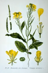 Vildsenap, 1893