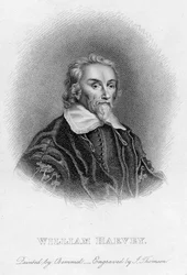 William Harvey 1578-1657 engelsk läkare, c1600-talet