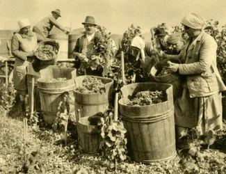 Vinskörd nära Baden bei Wien, Niederösterreich, c1935.