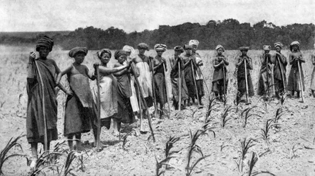 Kvinnor som hackar ett majsfält, Sydafrika, c1923