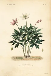 Skogsippor eller vindblomma, Anemone nemorosa, Anemone sylvie