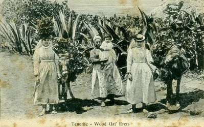 Vedplockare, Teneriffa, Kanarieöarna, tidigt 1900-tal