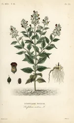 Skogsfikonört, Scrophularia nodosa, Scrofulaire noueuse