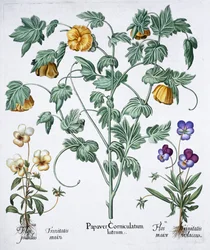 Gulhornig vallmo, 1613