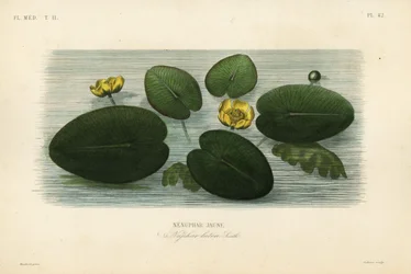 Gul näckros, Nuphar lutea, Nenuphar lutea, Nenuphar jaune