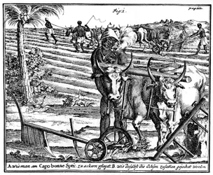 Okkar oxar och plöjningsfält, Sydafrika, 1700-talet 1931