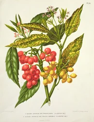 Aucuba japonica hybrid macrocarpa och Fructu variabili, av A. Koster (1800-talet) (tryck)