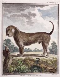 Cross Breed Dog (färgat tryck)