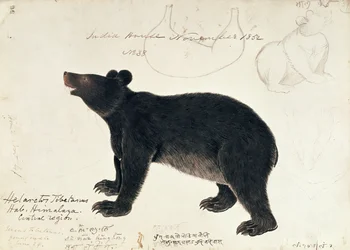 Teckning av en asiatisk svartbjörn, Ursus thibetanus, från Himalayas centrala region