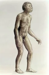 Homo habilis