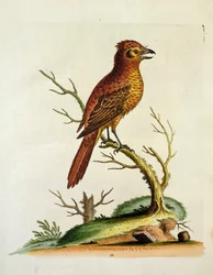 Indian Great Crested Bulcher Bird, pub. maj 1742 av G.E. Inard