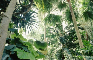 Interiörvy av Palm House