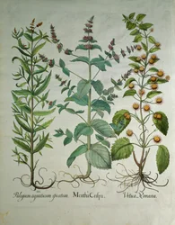 Mynta: Mentha crispa