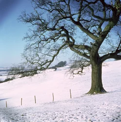 Vinterlandskap, Hockley Downs, Essex