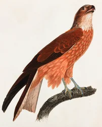 En färgillustration av en brun fågel
