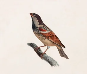 En färgillustration av en fågel