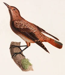 En färgillustration av en fågel