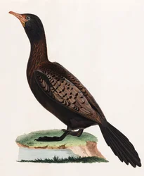 En färgillustration av en fågel