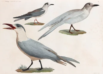En helsidesserie med färgillustrationer av fåglar