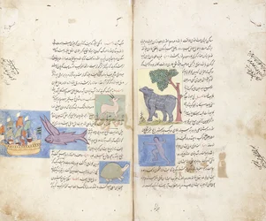 En sida från det persiska manuskriptet "Aja" ib al-Makhluqat wa Ghara "ib al-Maujudat