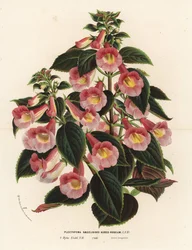 Achimenantha x naegelioides, rosa och guldfärgad sort. Plectopoma naegelioides aureo-roseum. Handkolorerad litografi från Louis van Houtte och Charles Lemaires Flowers of the Gardens and Hothouses of Europe, Flore des Serres et des Jardins de l